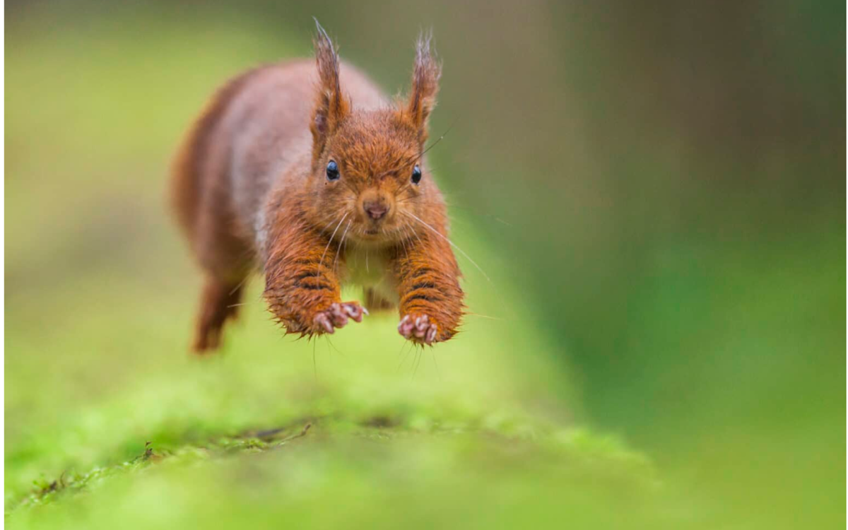 2024 07 10 La photo animalière en ville  ©Nicolas DAVY ecureuil