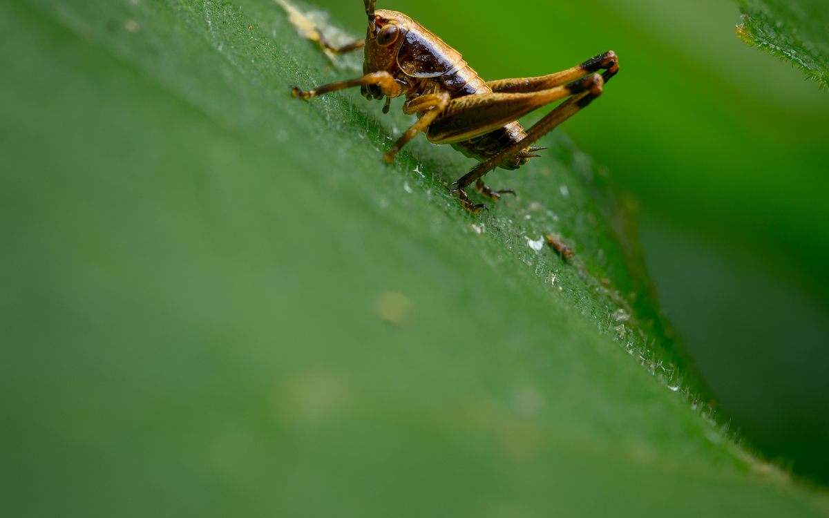 2024 08 26 Suivi des Criquets et Sauterelles ©_Frederic_Combeau_-_Sauterelle_Ensifere (1)