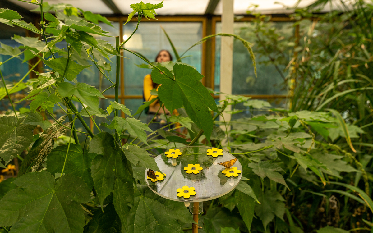 2024 07 03 Les coulisses du Jardin des papillons ©_Sonia_Yassa_-_Parc_Floral_de_Paris_-_Jardin_des_Papillons