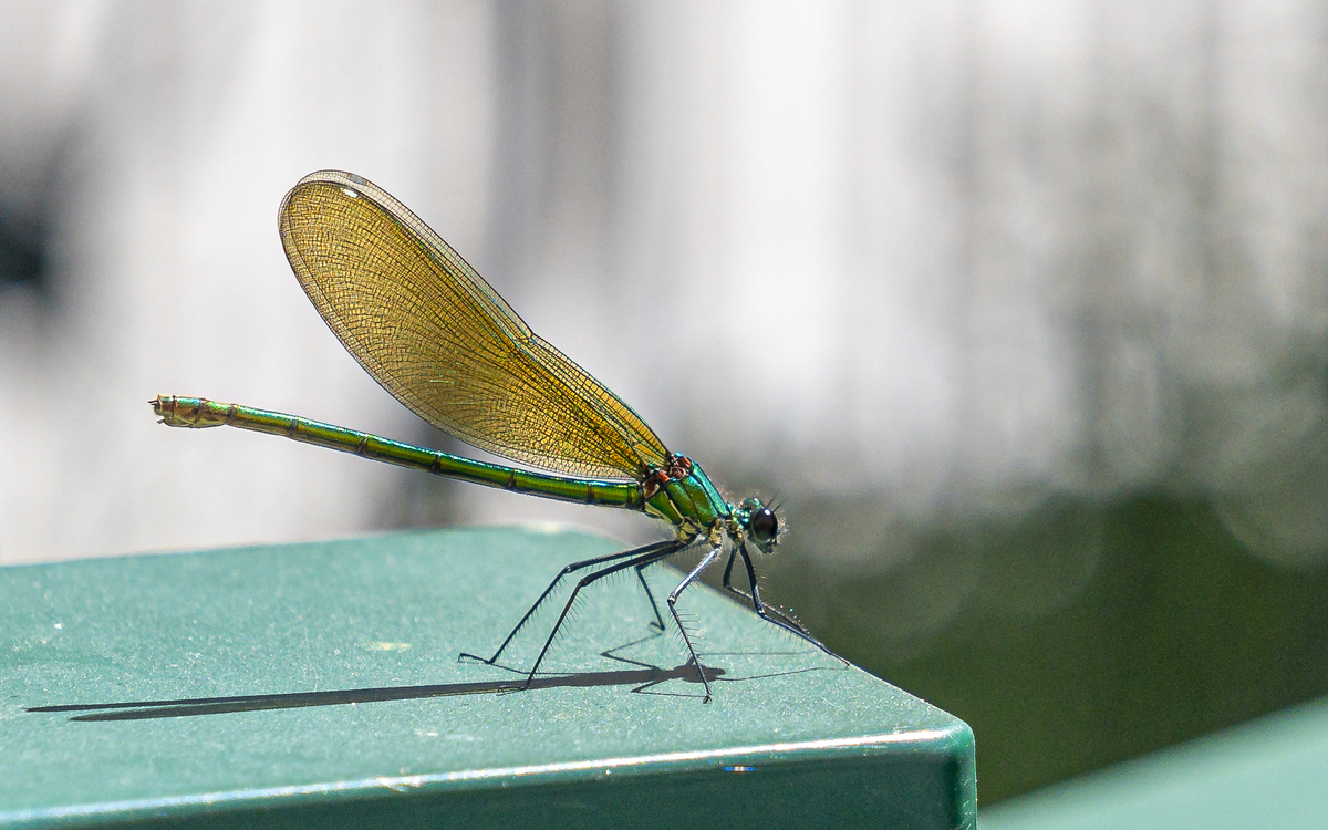 2024 08 14 Suivi Temporel des Libellules  ©_Clement_Dorval_-_Libellule_boulevard_Vincent_Auriol