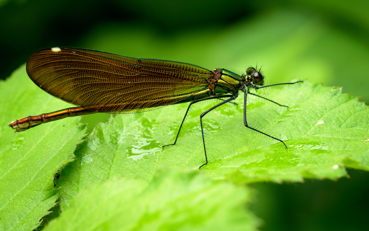 2024 07 12 Suivi Temporel des Libellules ©_Frederic_Combeau_-_Calopteryx_femelle_Calopteryx_sp