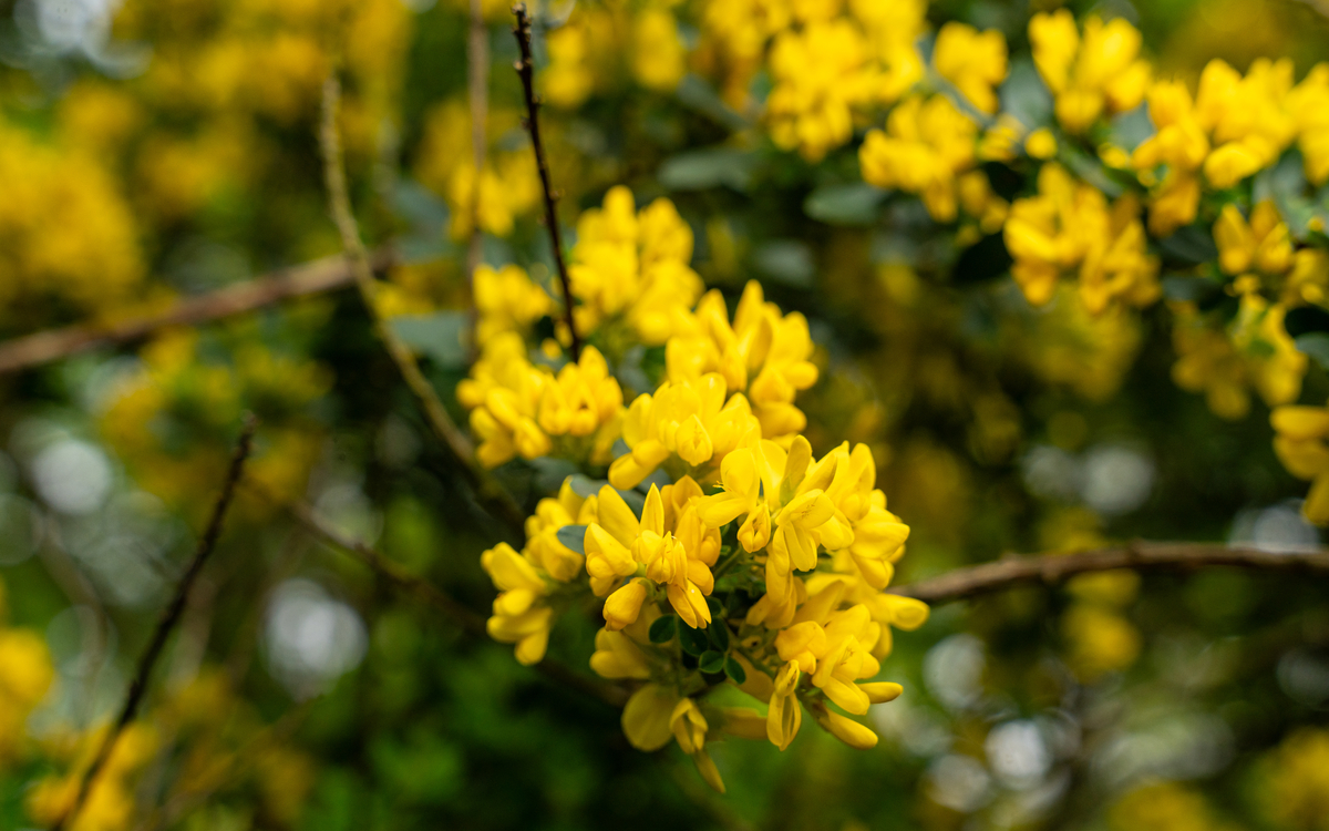 2024 07 04 Initiation à la reconnaissance des plantes  © Sonia_Yassa_-_Genet