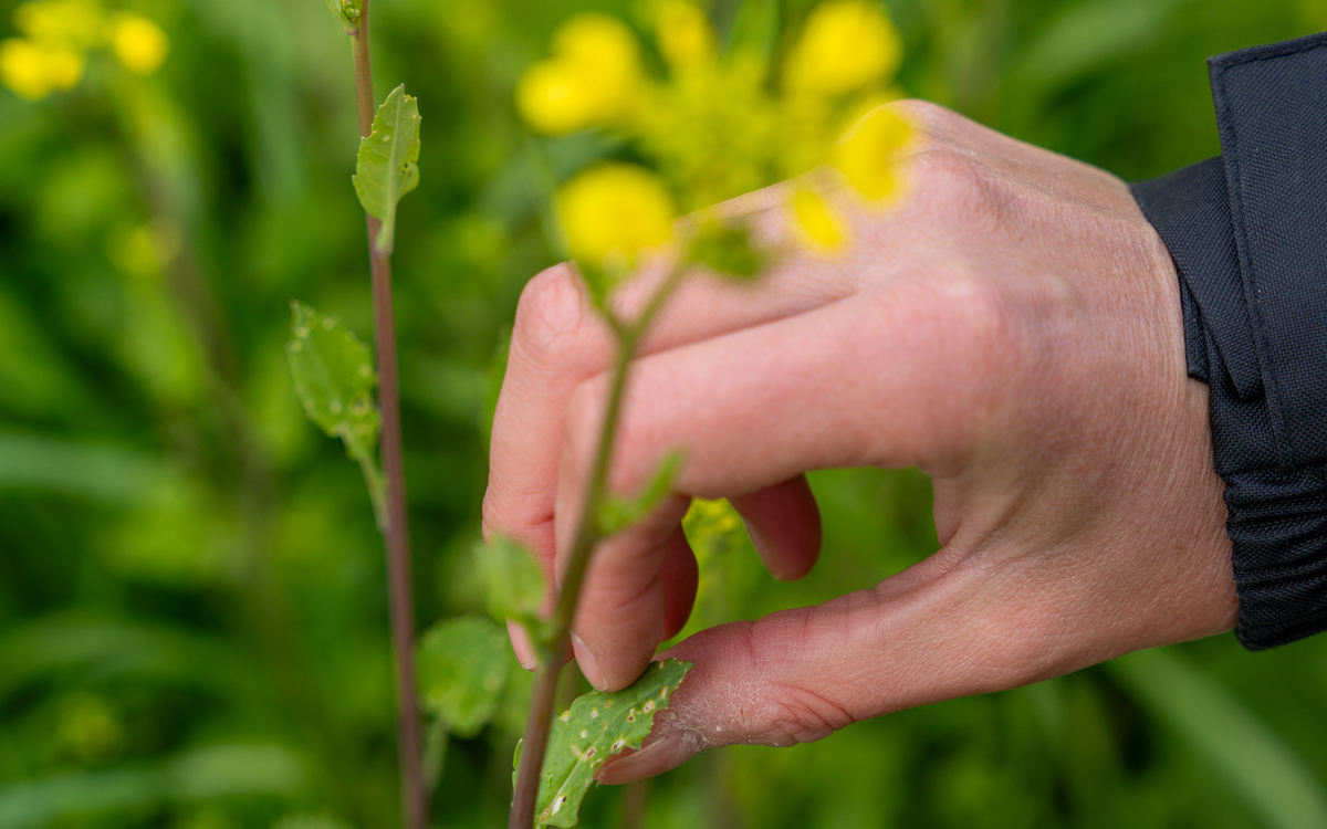 2024 08 19 Initiation à la reconnaissance des plantes  ©_Sonia_Yassa_-_Moutarde
