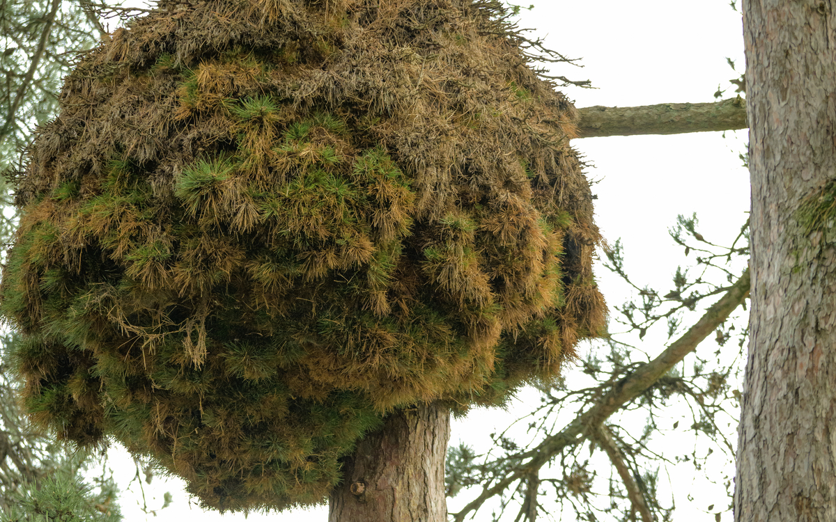 2024 07 24 Aux pays des galles  ©_Frederic_Combeau_-_Balai_de_sorciere_sur_un_Pin_cause_par_Canditatus_Phytoplasma_pini.