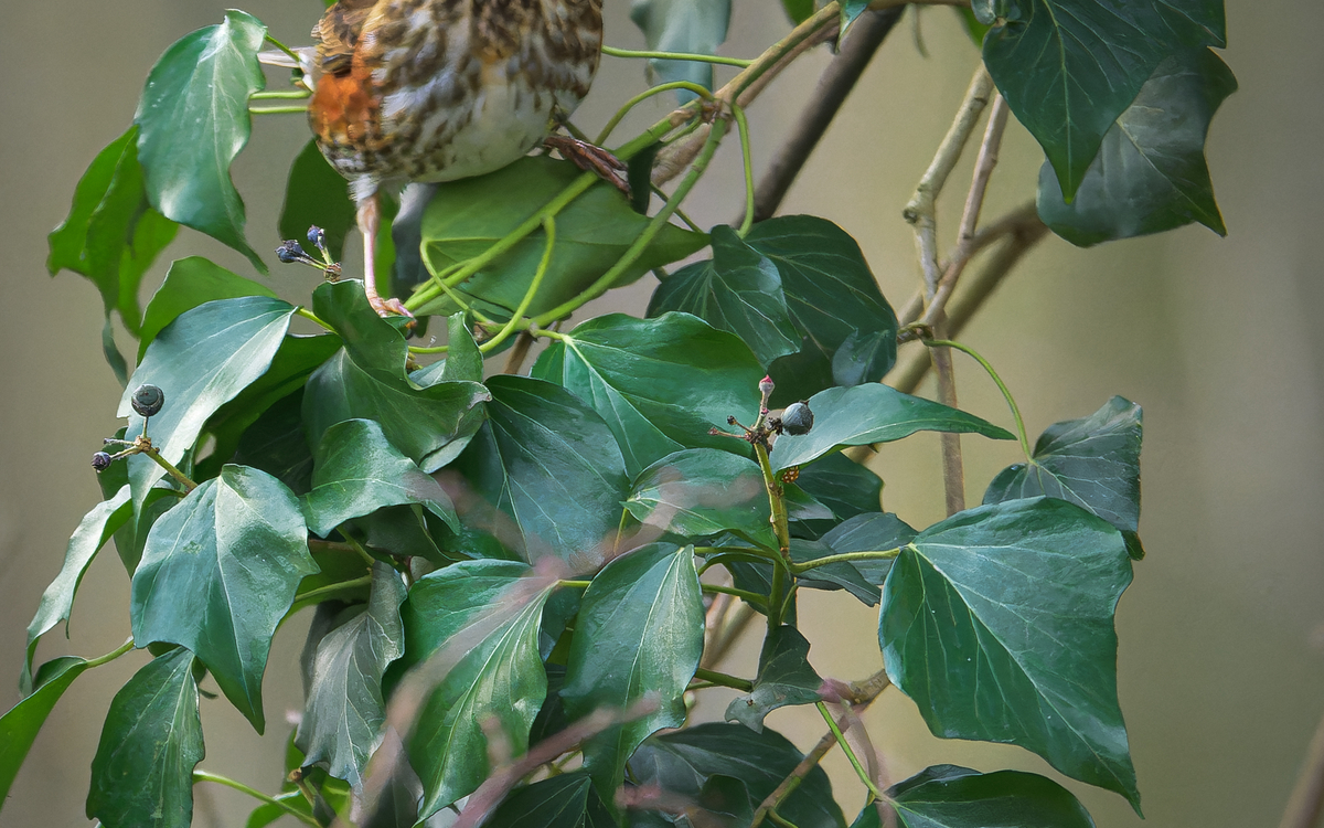 2024 08 21 Un oiseau peut en cacher un autre ©_Frederic_Combeau_-_Grive_mauvis_Turdus_iliacus