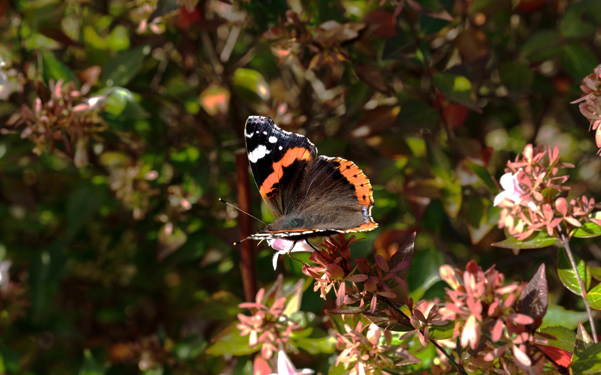 2024 07 18 Jardinons pour les papillons  ©_Sonia_Yassa_-_Jardin_de_lEcole_du_Breuil_-_Fructicetum