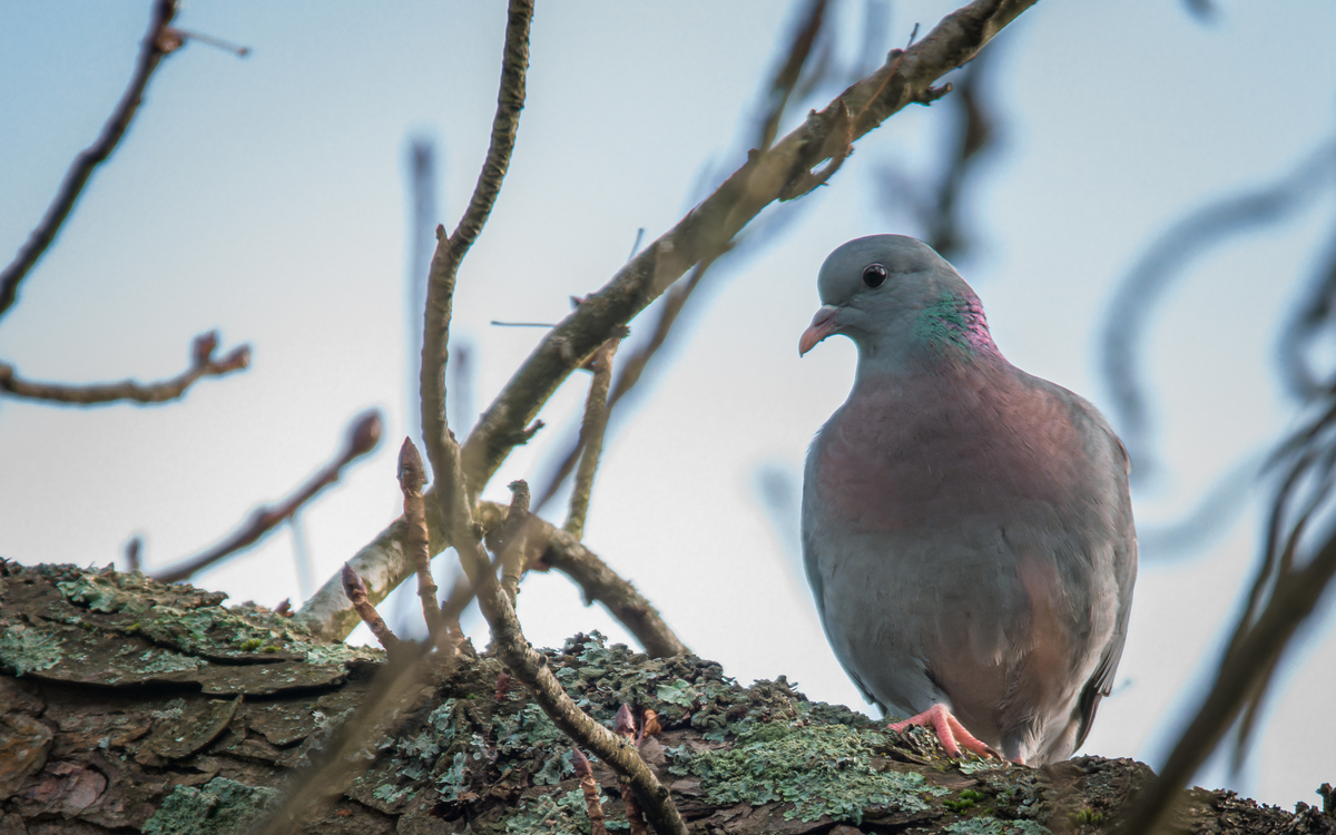 2024 08 08 Sortie ornithologique  ©_Frederic_Combeau_-_Pigeon_colombin_Columba_oenas