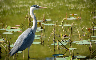 2024 07 16 Les oiseaux du Parc Floral de Paris  ©_Frederic_Combeau_-_Heron_cendre_Faune_du_parc_floral_de_Vincennes.