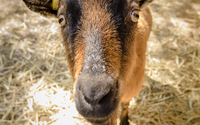 Ateliers à la ferme pédagogique René Binet (18e)