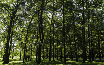 Forêt d'arbres 