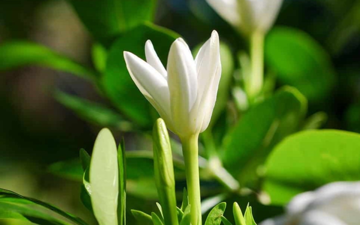 Cette photo montre une fleur de tiaré de Tahiti. Les pétales sont blancs, les feuilles vertes.