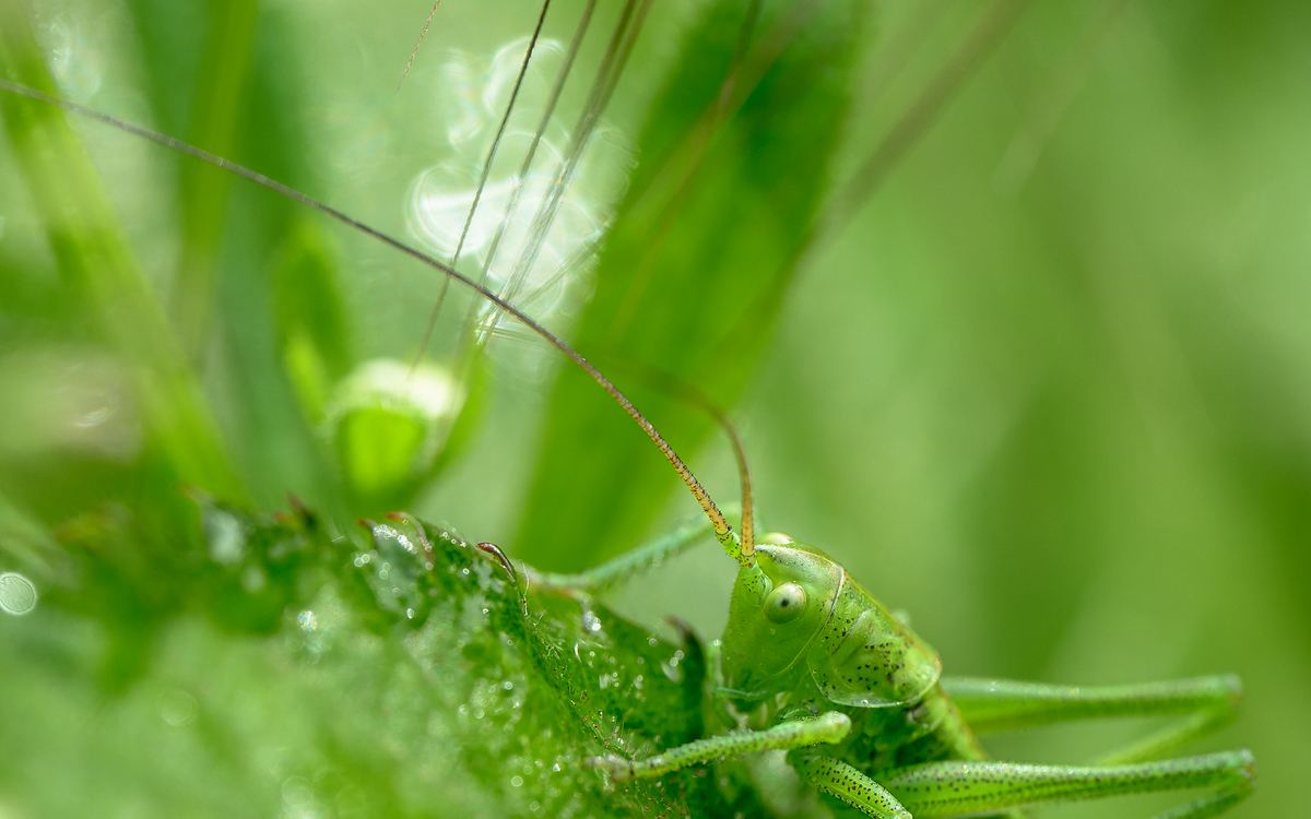 2024 09 04 -criquets _Frederic_Combeau_-_Larve_de_sauterelle_Tettigonia_sp