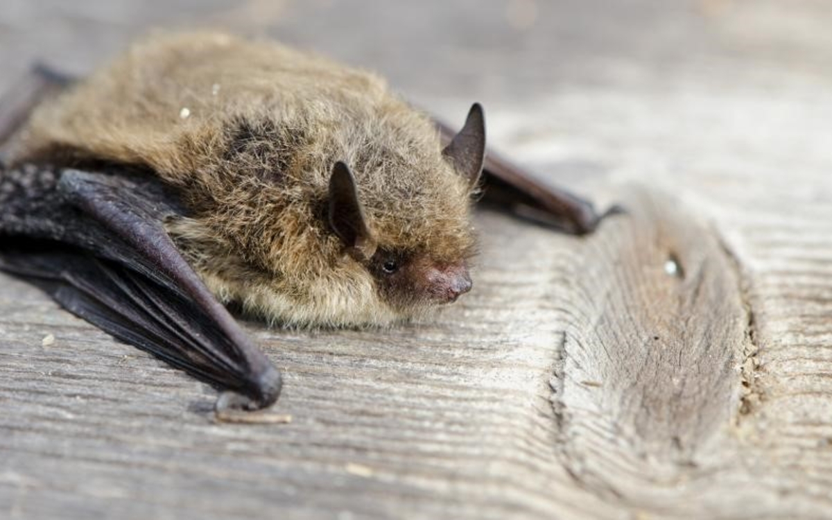 2024 09 07 Pipistrelle_de_nathusius CC-XX Vulzok Xx