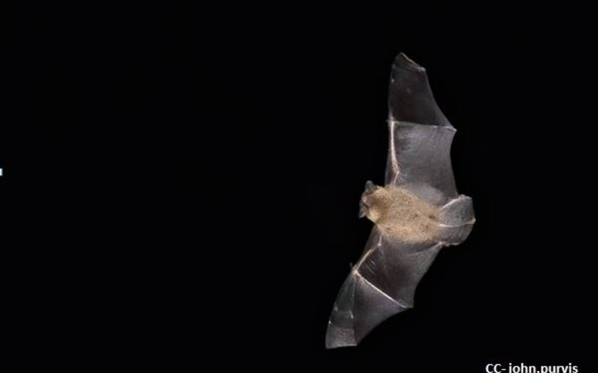 2024 09 17 Pipistrelle CC-john.purvis