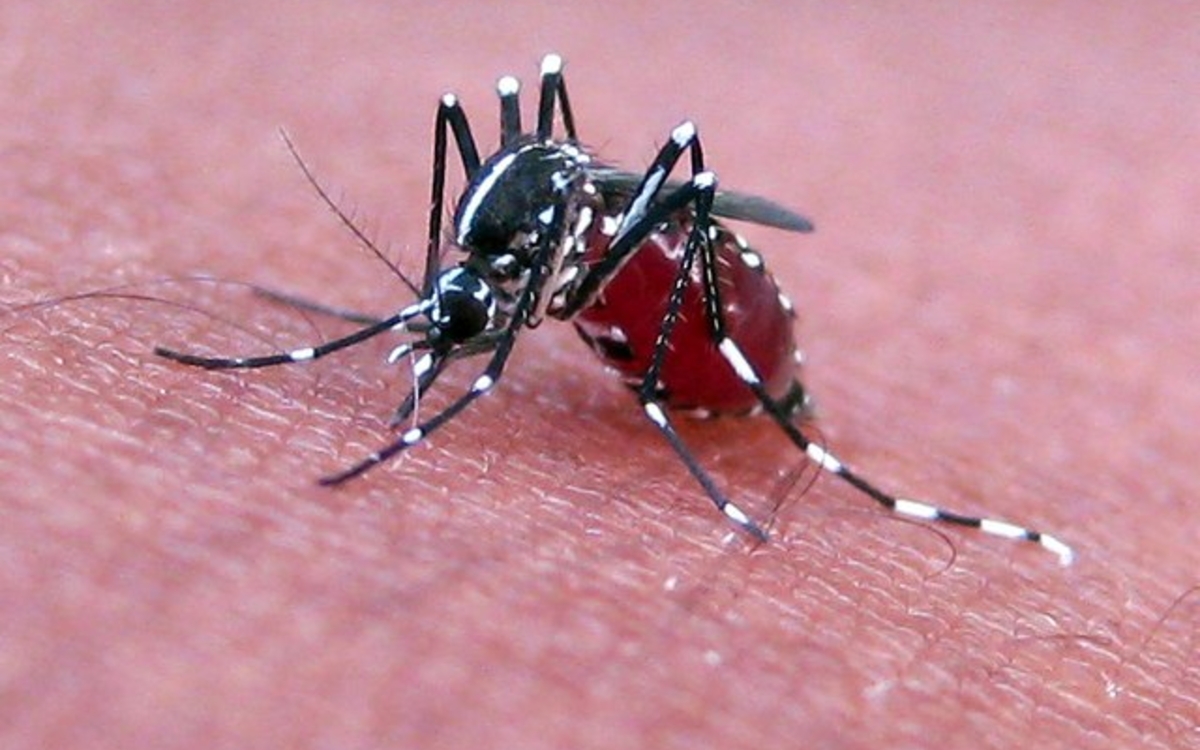 2024 09 03 Moustique tigre CC-Pratheep P S