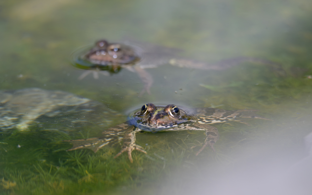 2024 09 17_mare-_Frederic_Combeau_-_Grenouille_rieuse_Pelophylax_ridibundus