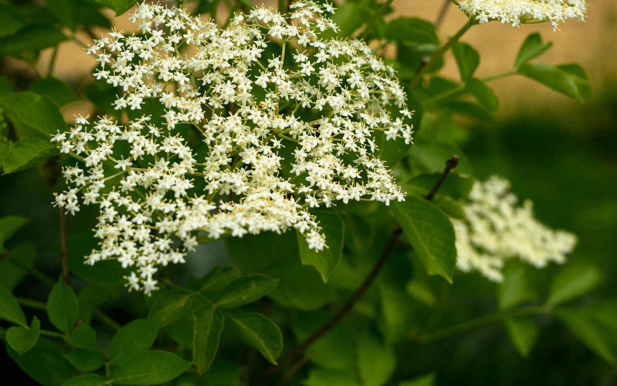 2024 09 25 Sureau_-_Frederic_Combeau_-_Sureau_noir_Sambucus_nigra