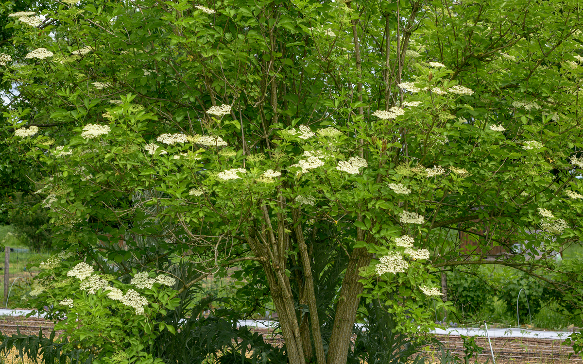 2024 09 30 sureau_-_Frederic_Combeau_-_Sureau_noir_Sambucus_nigra