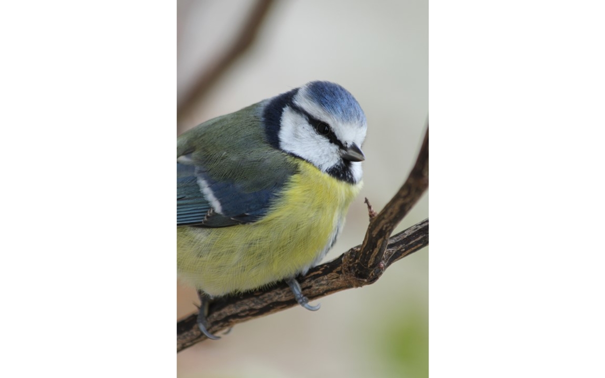 Balade naturaliste au parc Georges Brassens