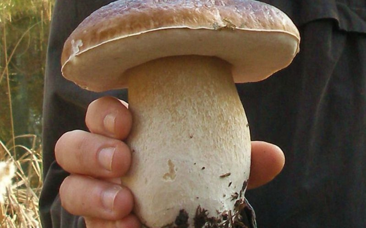 Sortie découverte des champignons & des arbres