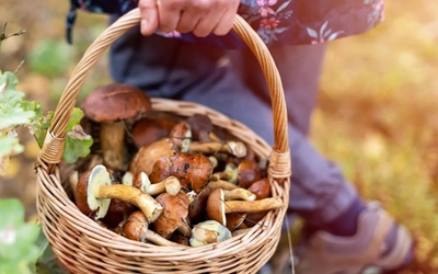 Sortie-cueillette-champignons-ile-de-france