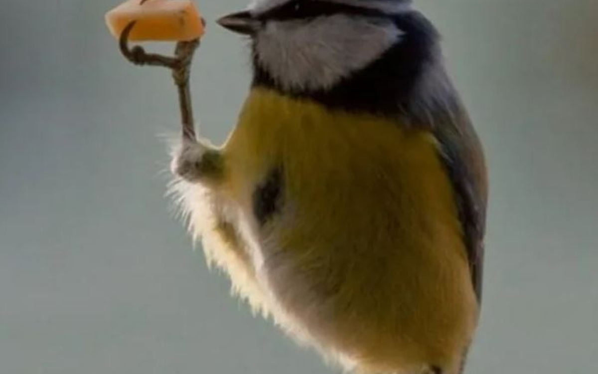 Faut-il nourrir les oiseaux ? (1/1)