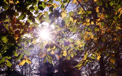 Rayons de soleil dans les arbres