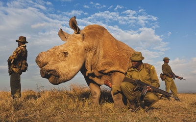 Un rhinocéros blanc se tient fièrement immobile, devant un ciel bleu parsemé de nuages. Il est gardé par trois hommes noirs armés, portant des uniformes et des chapeaux assortis.  