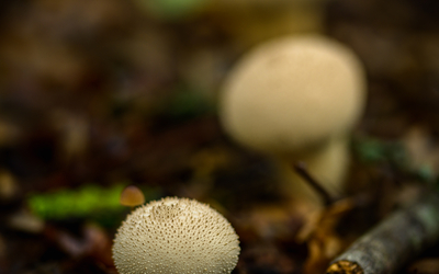 18_Frederic_Combeau_-_Champignons_du_Bois_de_Vincennes