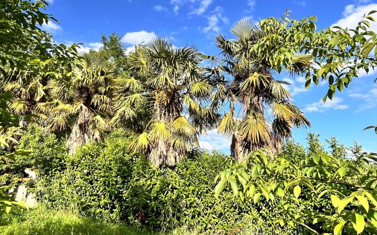 Forêts comestibles ou jardins-forêts, est-ce une... Le 19 déc 2024