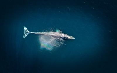 Un mammifère marin sortant de l'eau