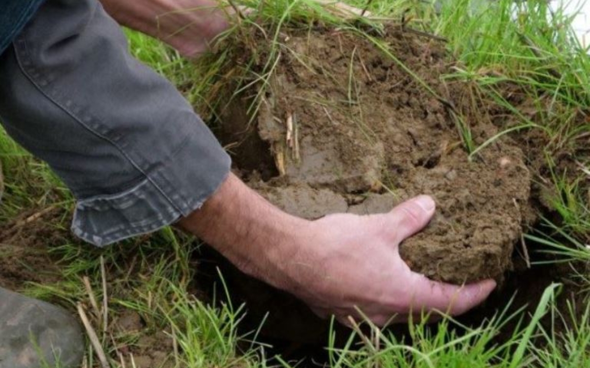 Extraction d'une grosse motte de terre