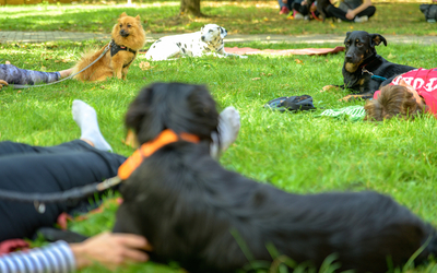 Doga avec chiens