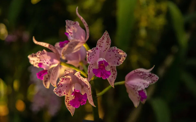 Une orchidée en gros plan