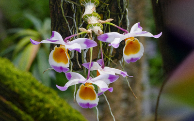 Une orchidée en gros plan