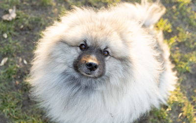 Chien avec plein de poils