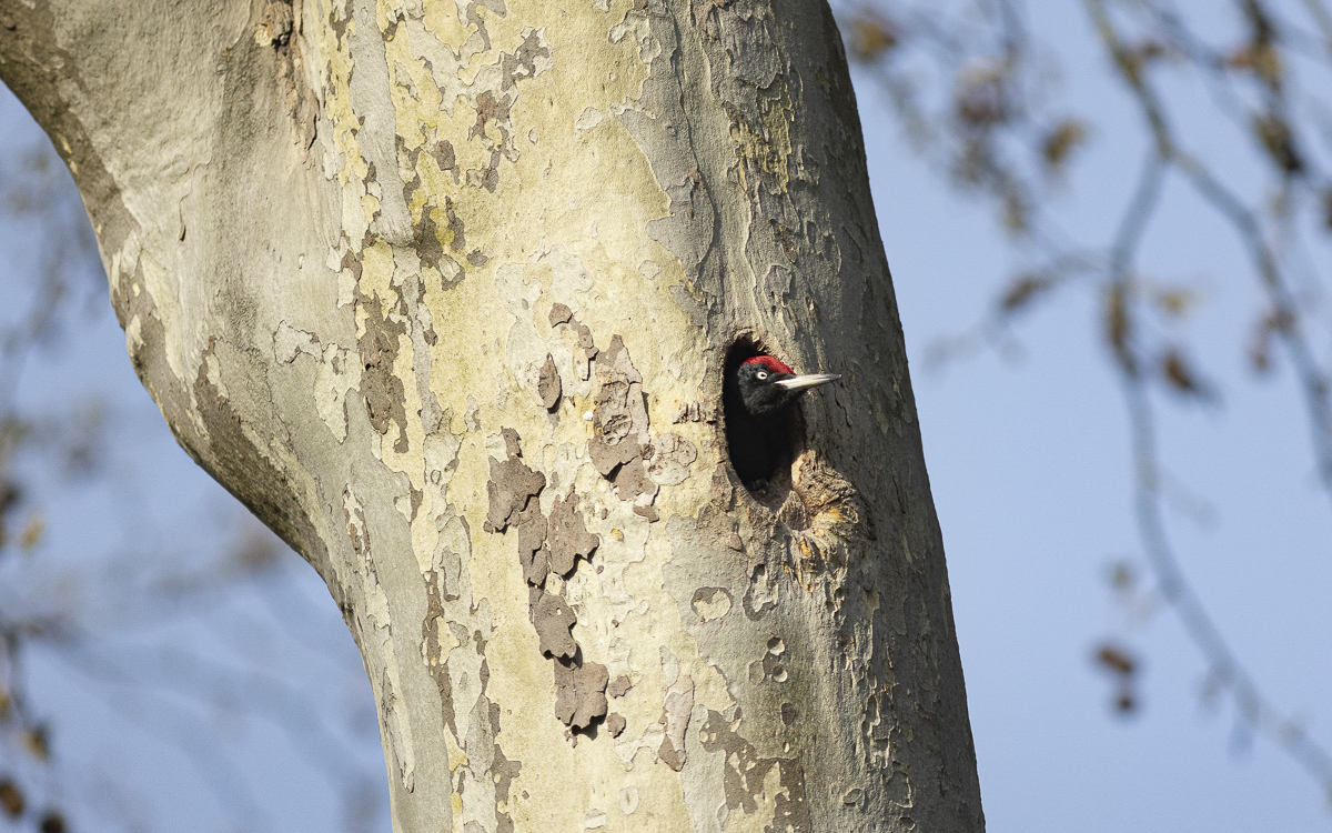 oiseau dans un tronc d'arbre