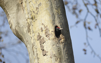 oiseau dans un tronc d'arbre