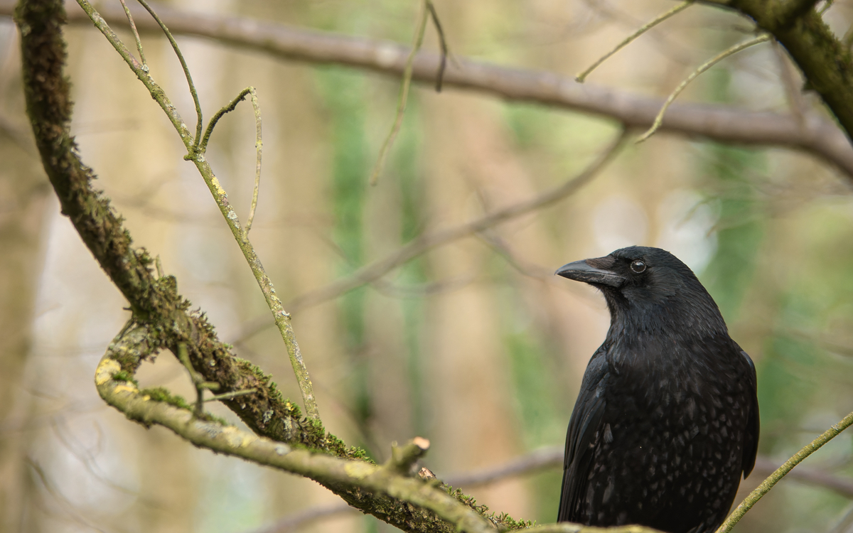 18_Frederic_Combeau_-_Corneille_noire_Corvus_corone