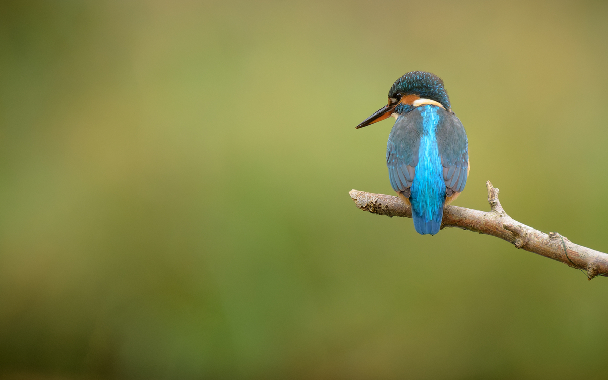 21_Martin-pecheur_dEurope_Alcedo_atthis_-_Frederic_Combeau