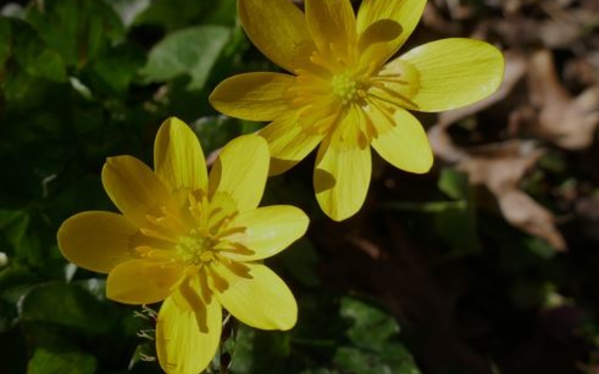 15-_CC-Bernard Blanc sortie bota