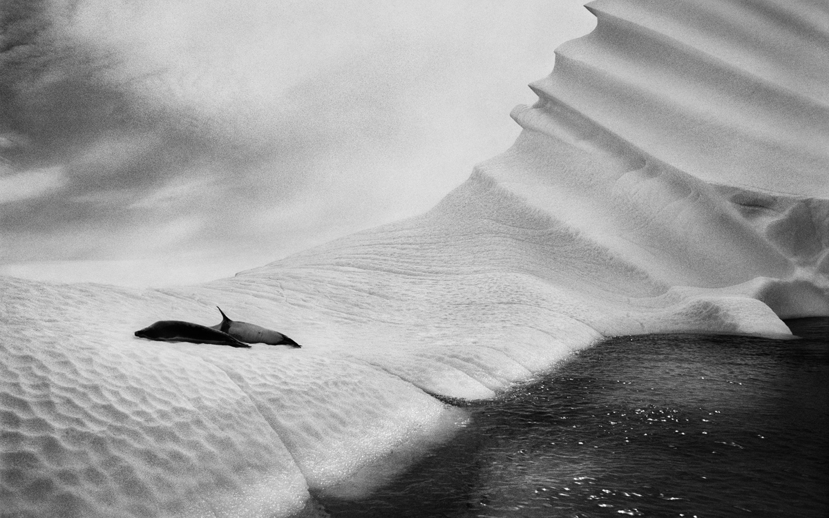 Two Weddell seals (Leptonychotes weddellii) on an iceberg close to Foyn Harbour on Enterprise Island, in Errera Canal. Antarctic Peninsula. 2005.Sebastiao Salgado, Courtesy Polka Galerie
