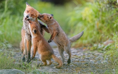 3 renards au pelage roux