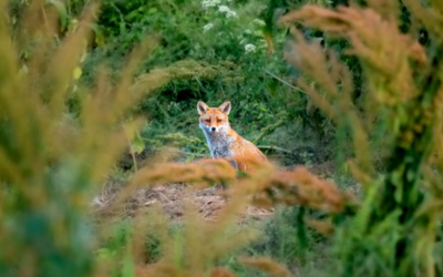 Extrait du documentaire Le renard du 94