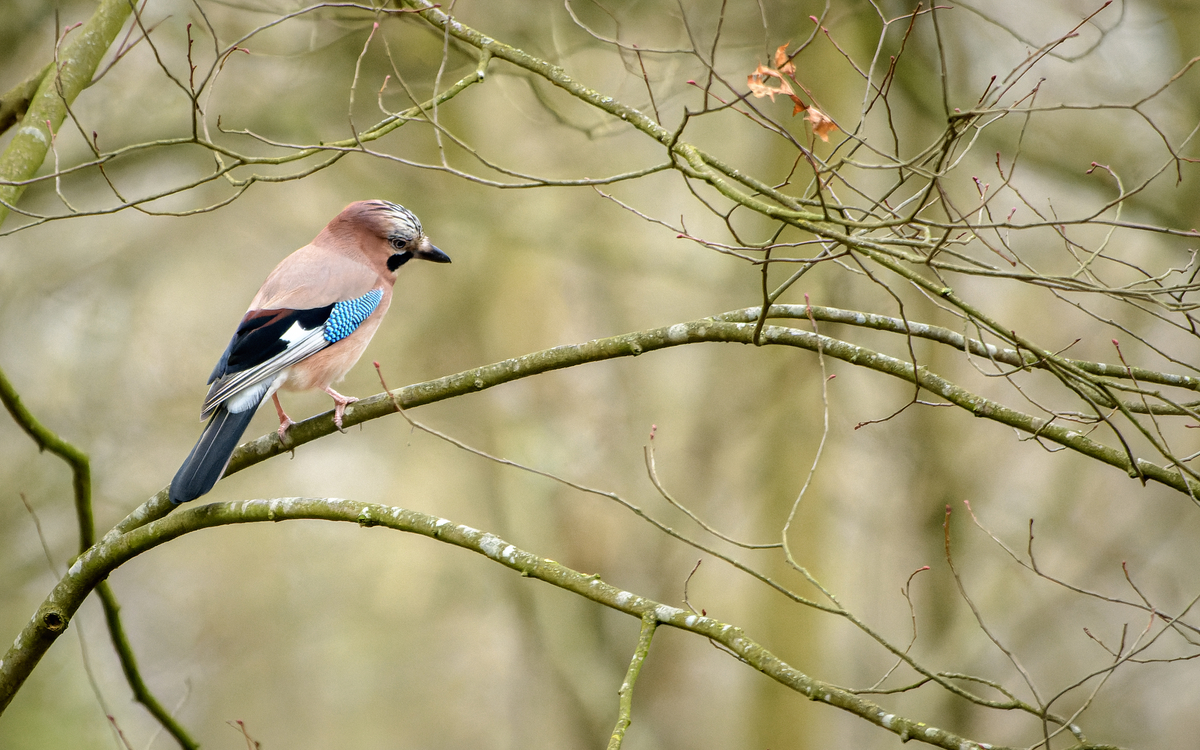 28_Frederic_Combeau_-_Geai_des_chenes_Garrulus_glandarius