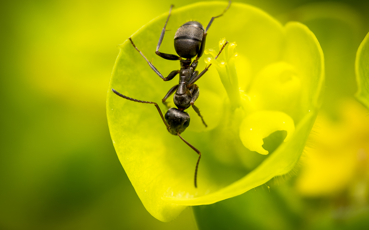 21_Frederic_Combeau_-_Fourmi_Toute_Brune_Formica_fusca