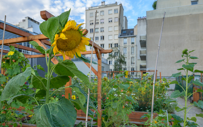 Plan d'un tournesol 
