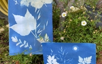 Réalisation d'un cyanotype botanique, une création artistique.