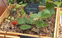 Regénérez vos fraisiers