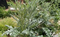 Division des rhubarbes et des cardons du potager de Bercy